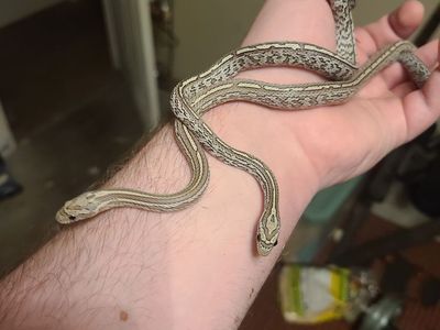 Juvenile Cornsnakes (Anery, Tessera morphs) $80 per snake
