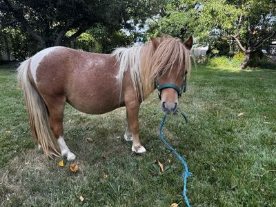Yearling mini stud