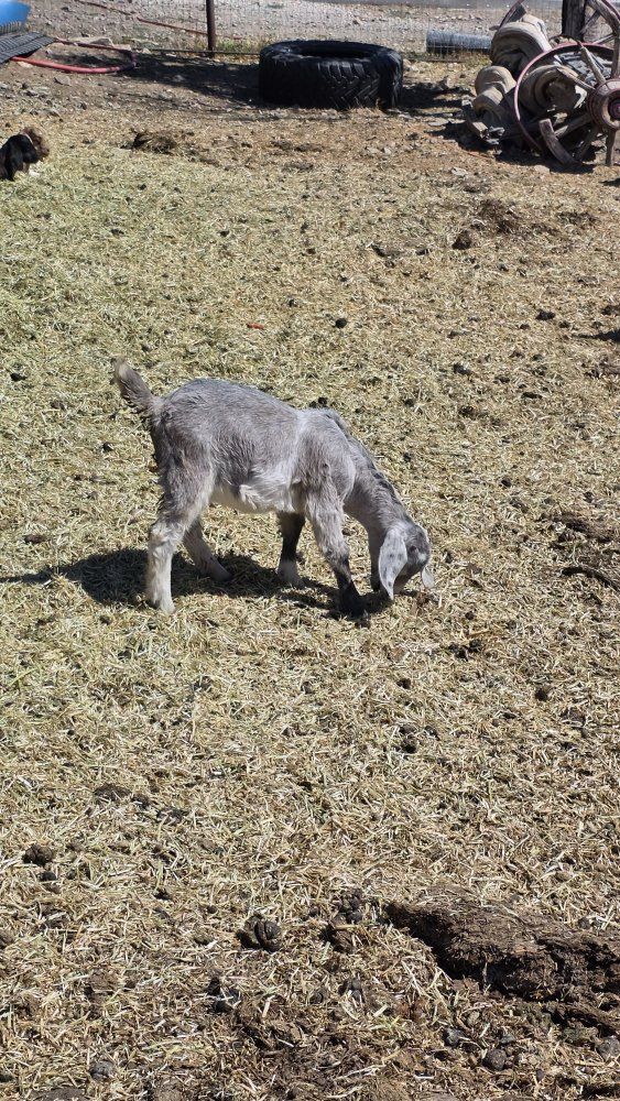 Boer goats