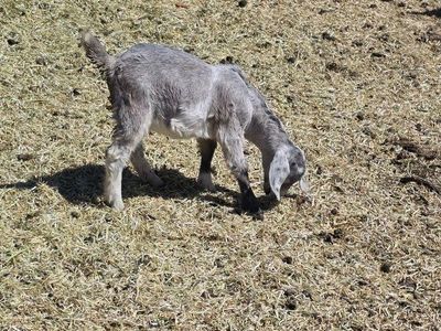 Boer goats