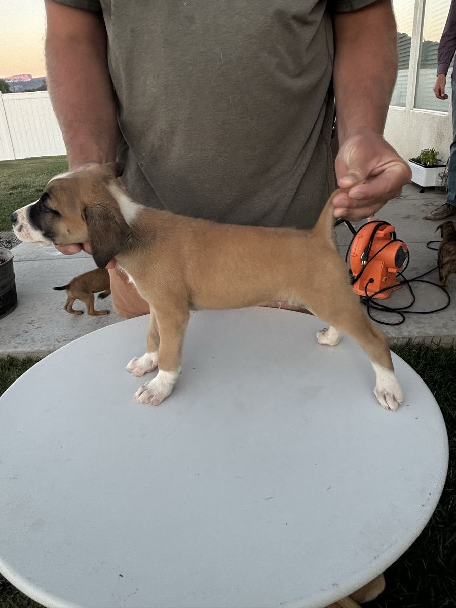 Coyote/fur dog puppies