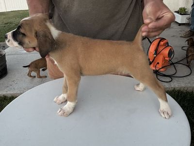 Coyote/fur dog puppies