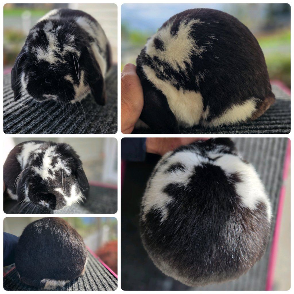Show Mini Lop Bunny Rabbit