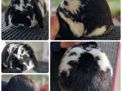 Show Mini Lop Bunny Rabbit