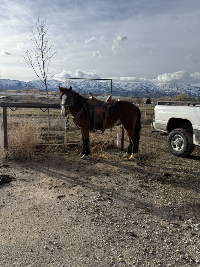 Coming 2 year old colt