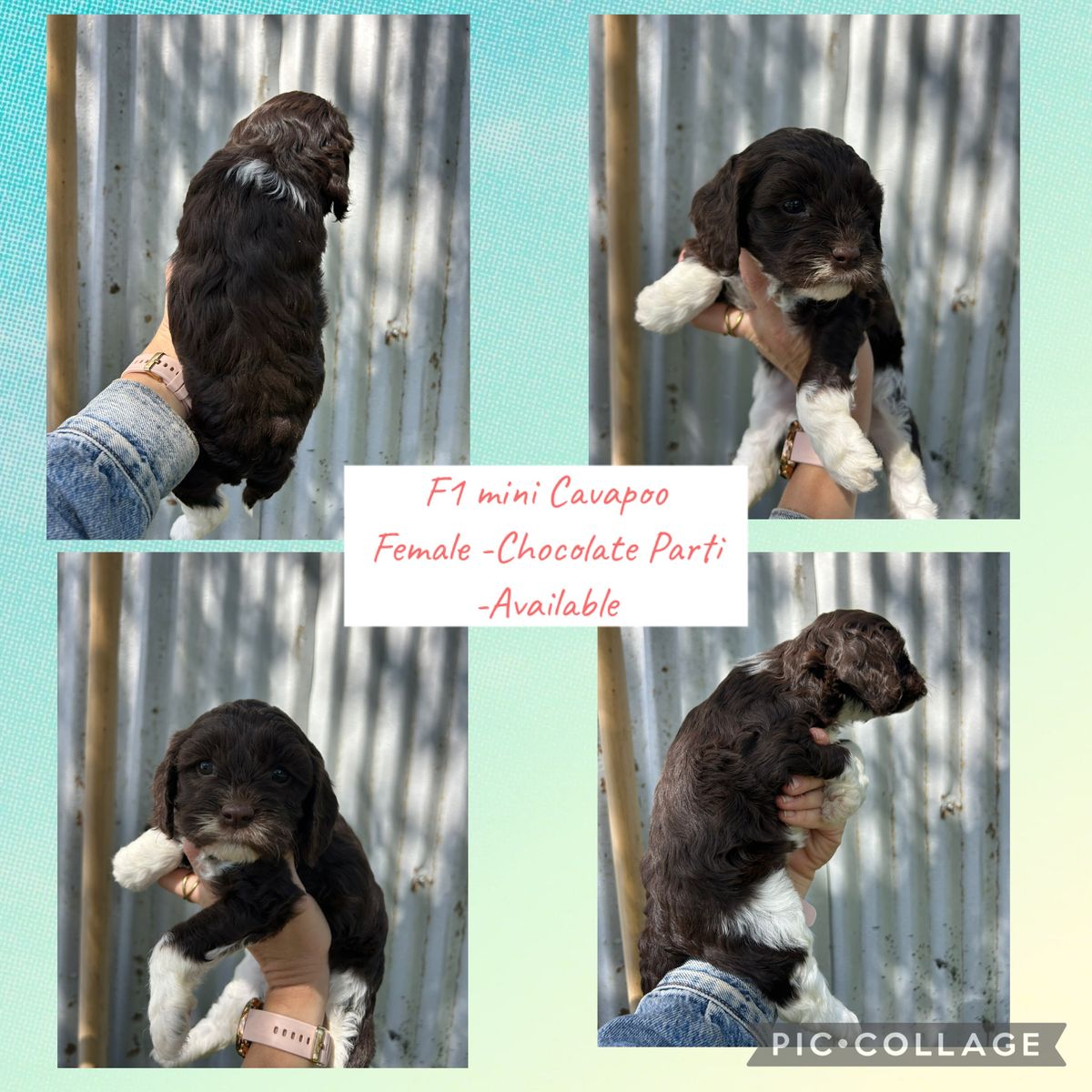 F1 Mini Cavapoo Puppies Male & Females