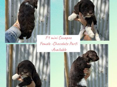 F1 Mini Cavapoo Puppies Male & Females