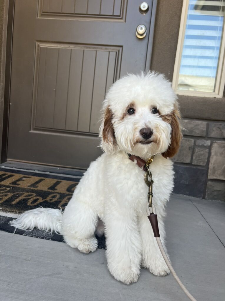 Mini Goldendoodle Stud