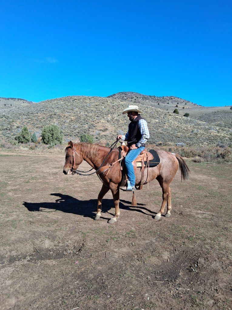 14yr old red roan guilding