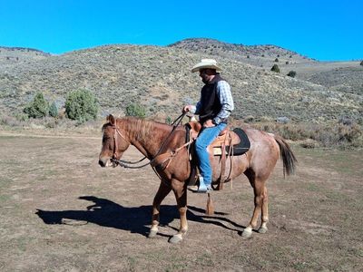 14yr old red roan guilding