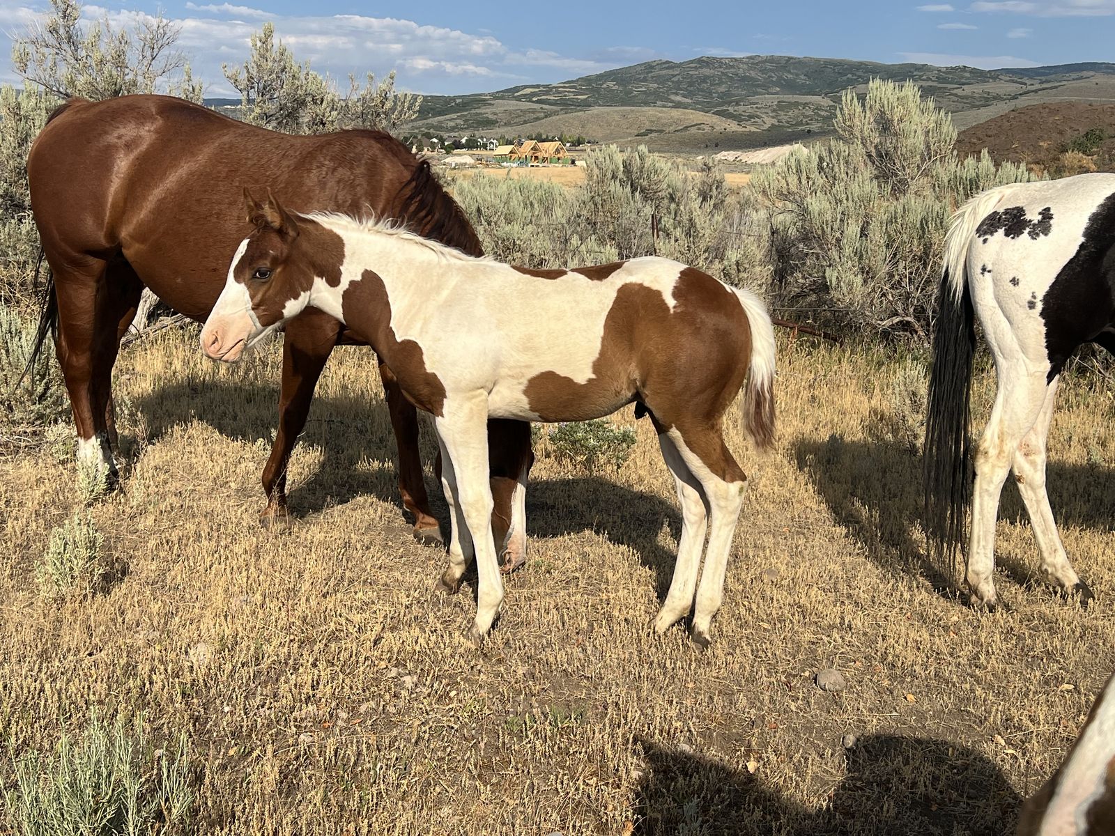 Super nice weanling TOBIANO horse colt