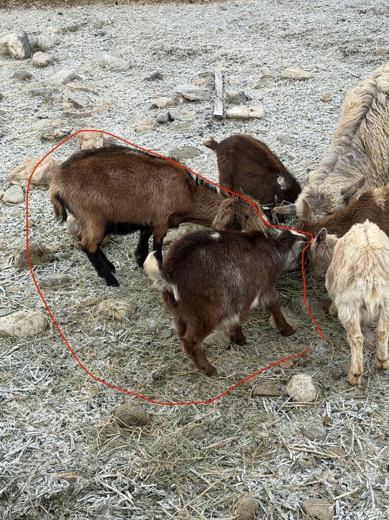 Nigerian Dwarf Goats