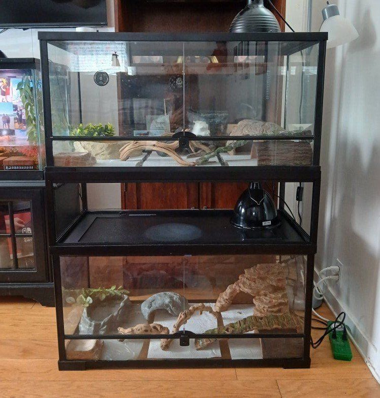 leopard geckos and enclosures