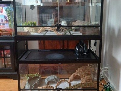 leopard geckos and enclosures