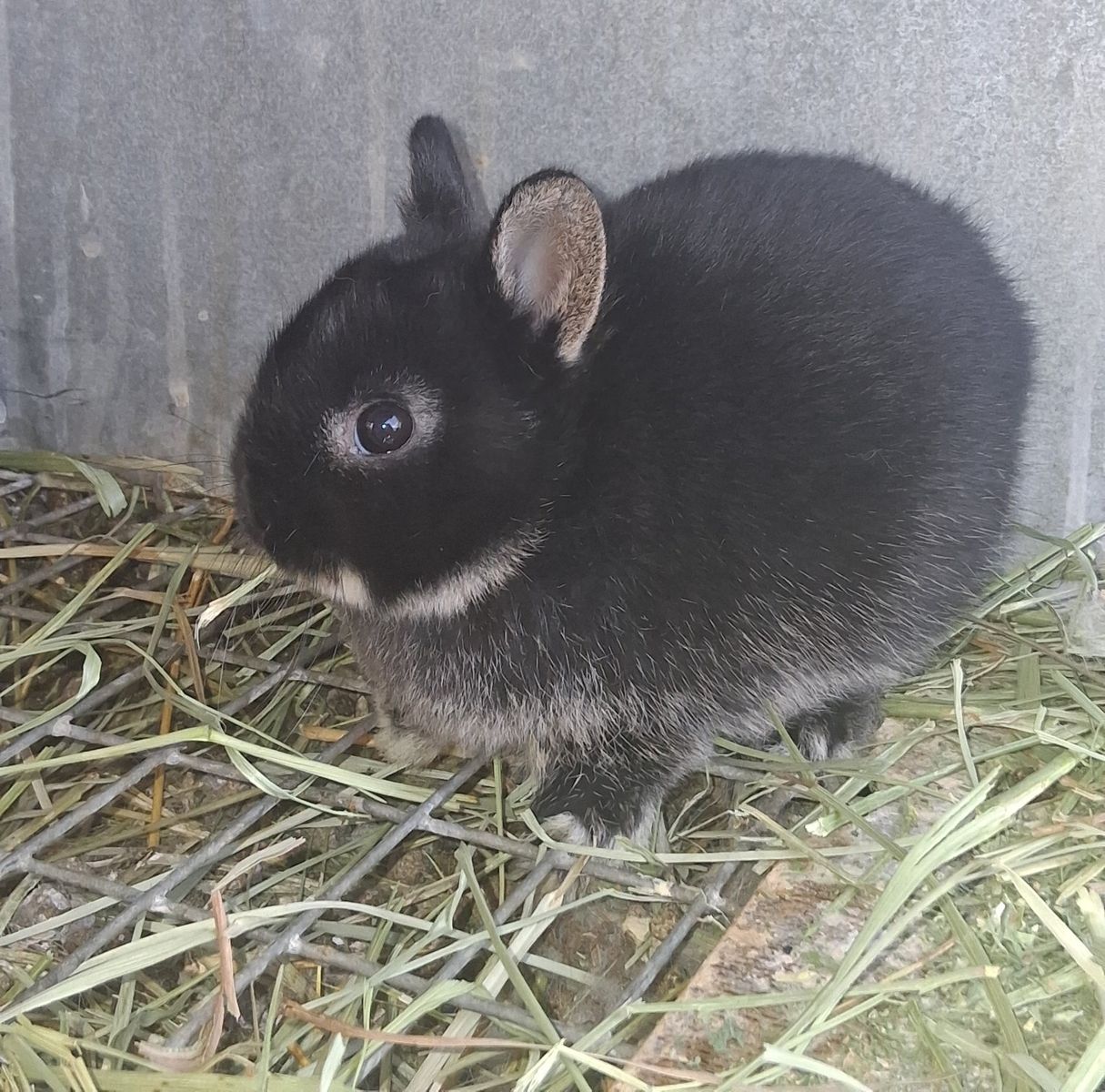 Netherland Dwarf bunnies