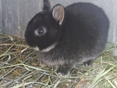 Netherland Dwarf bunnies