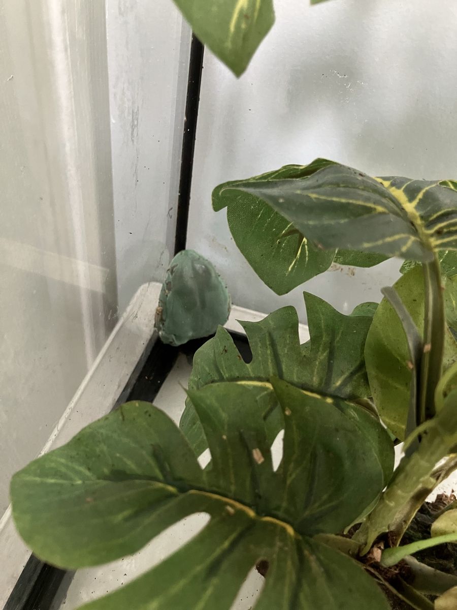 1-Year-Old White's Tree Frog with Terrarium and Automatic Mister