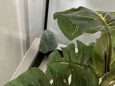 1-Year-Old White's Tree Frog with Terrarium and Automatic Mister