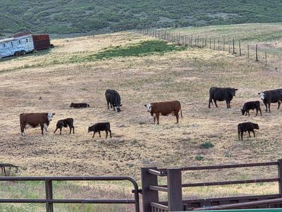 Cow Calf Pairs