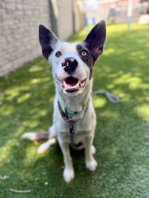 A164294 Dottie McBoop, Available for Adoption