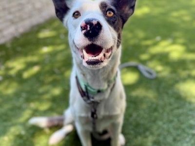 A164294 Dottie McBoop, Available for Adoption