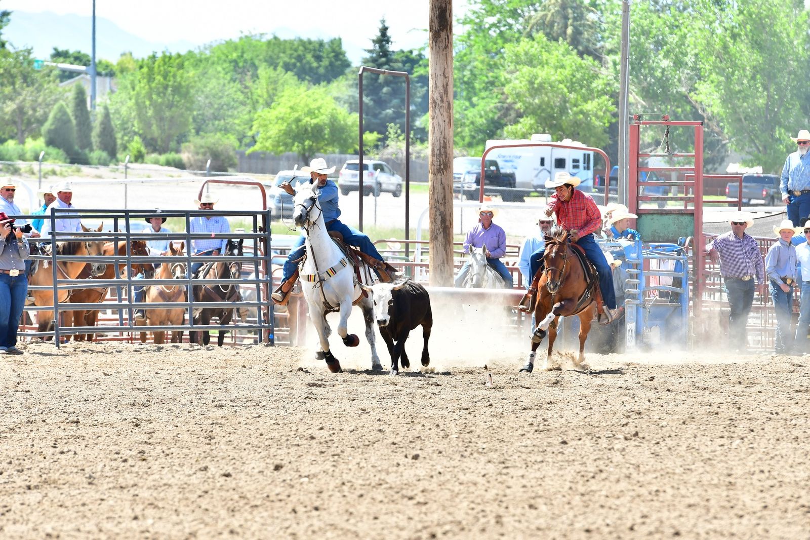 Grey Gelding Rope and Haze Horse - 20-year-old