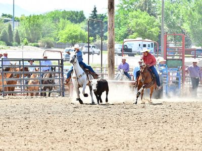 Grey Gelding Rope and Haze Horse - 20-year-old