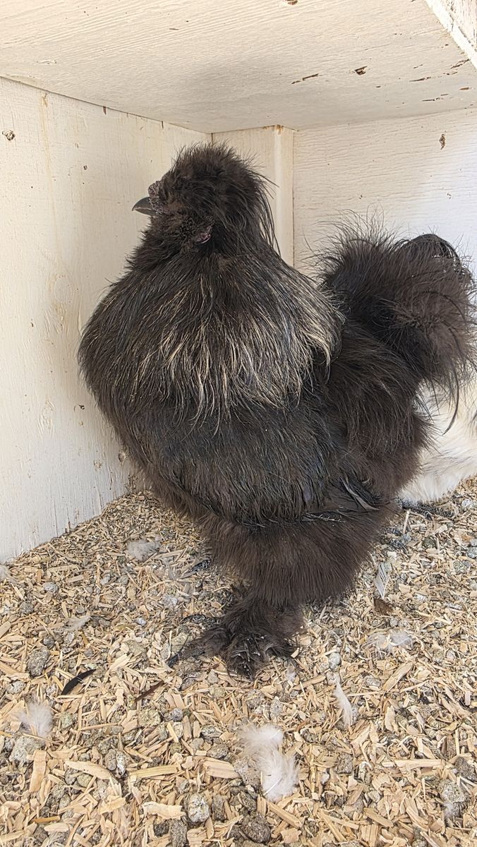 Free Silkie Roosters - Must Go