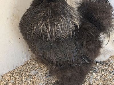 Free Silkie Roosters - Must Go