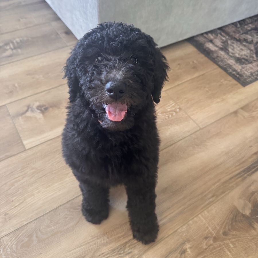 Labradoodle Puppy