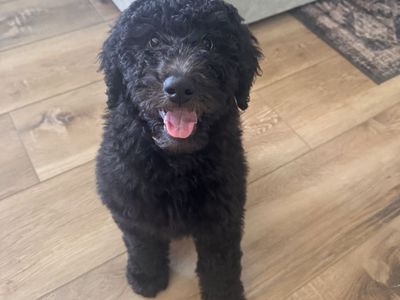 Labradoodle Puppy