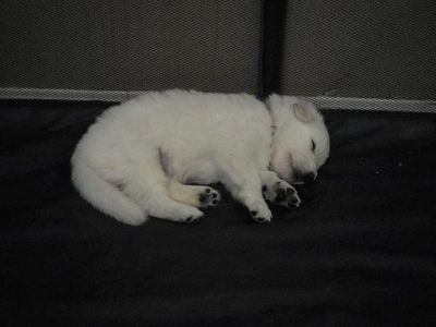 Swiss Shepherd puppies