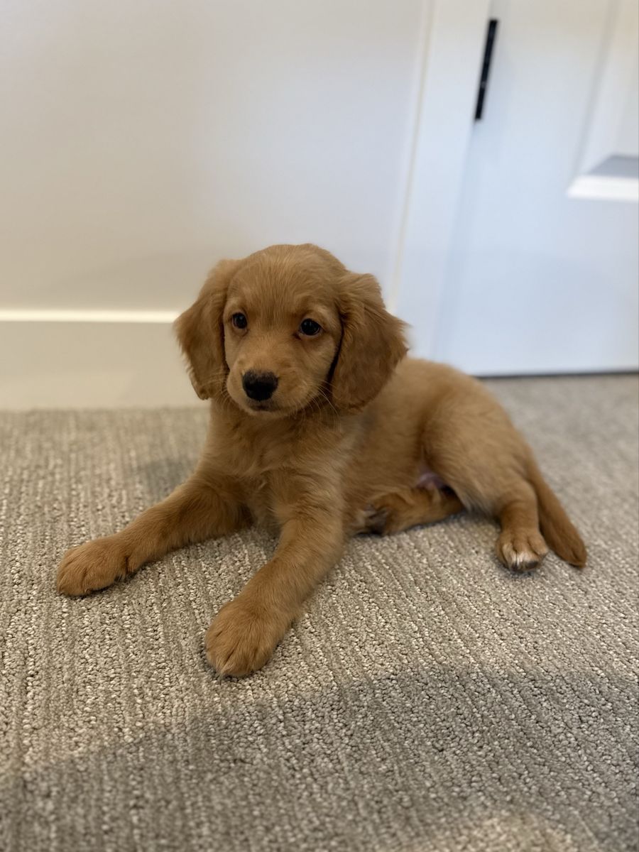Adorable Golden Doodle Puppy