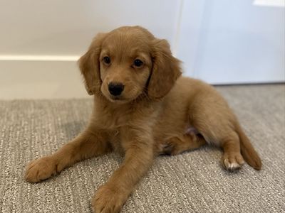 Adorable Golden Doodle Puppy