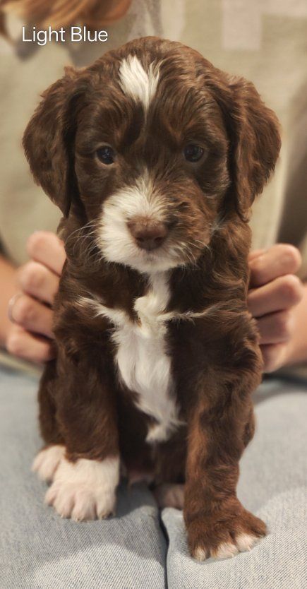 Mini golden aussiedoodle puppies