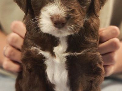 Mini golden aussiedoodle puppies