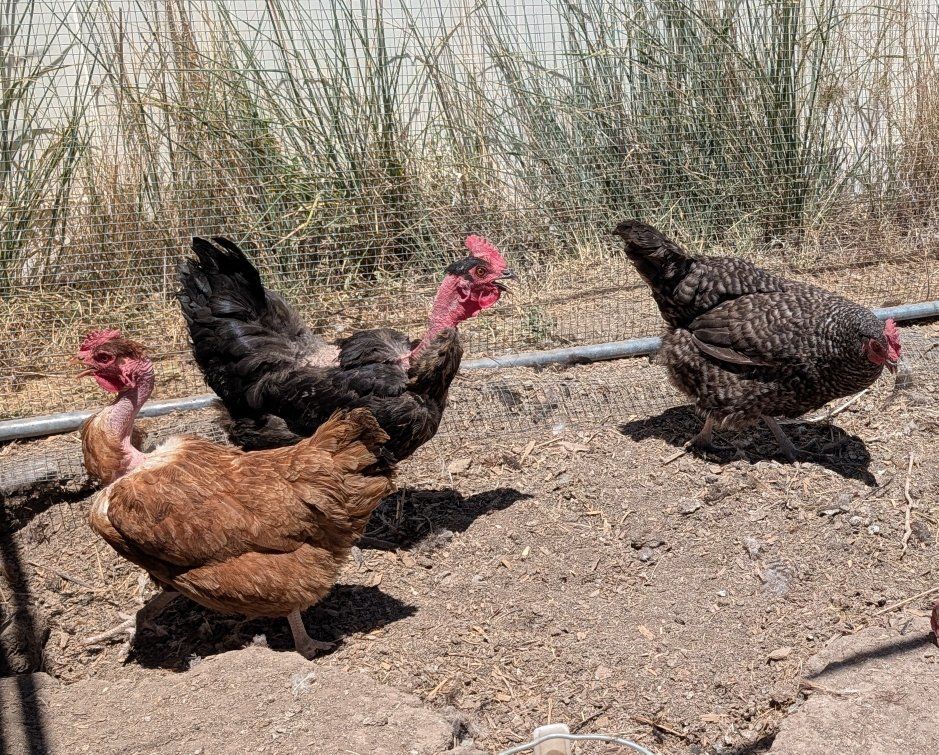 Mixed Laying Pen, Turkens, Marans, Whiting Blue (5 Hens)