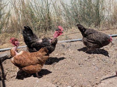 Mixed Laying Pen, Turkens, Marans, Whiting Blue (5 Hens)