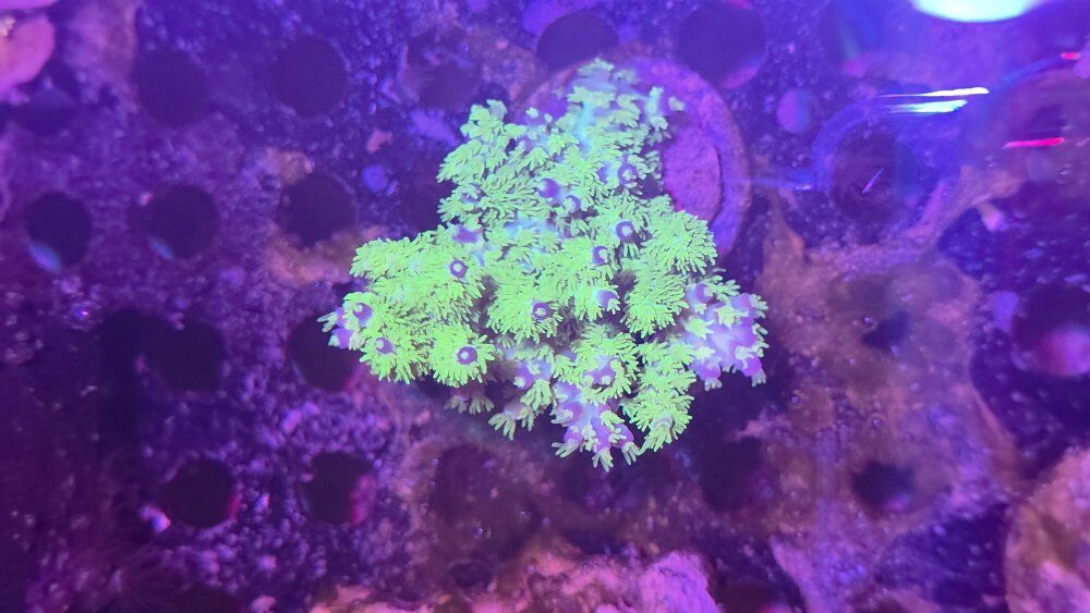 Weekend Coral Show!
