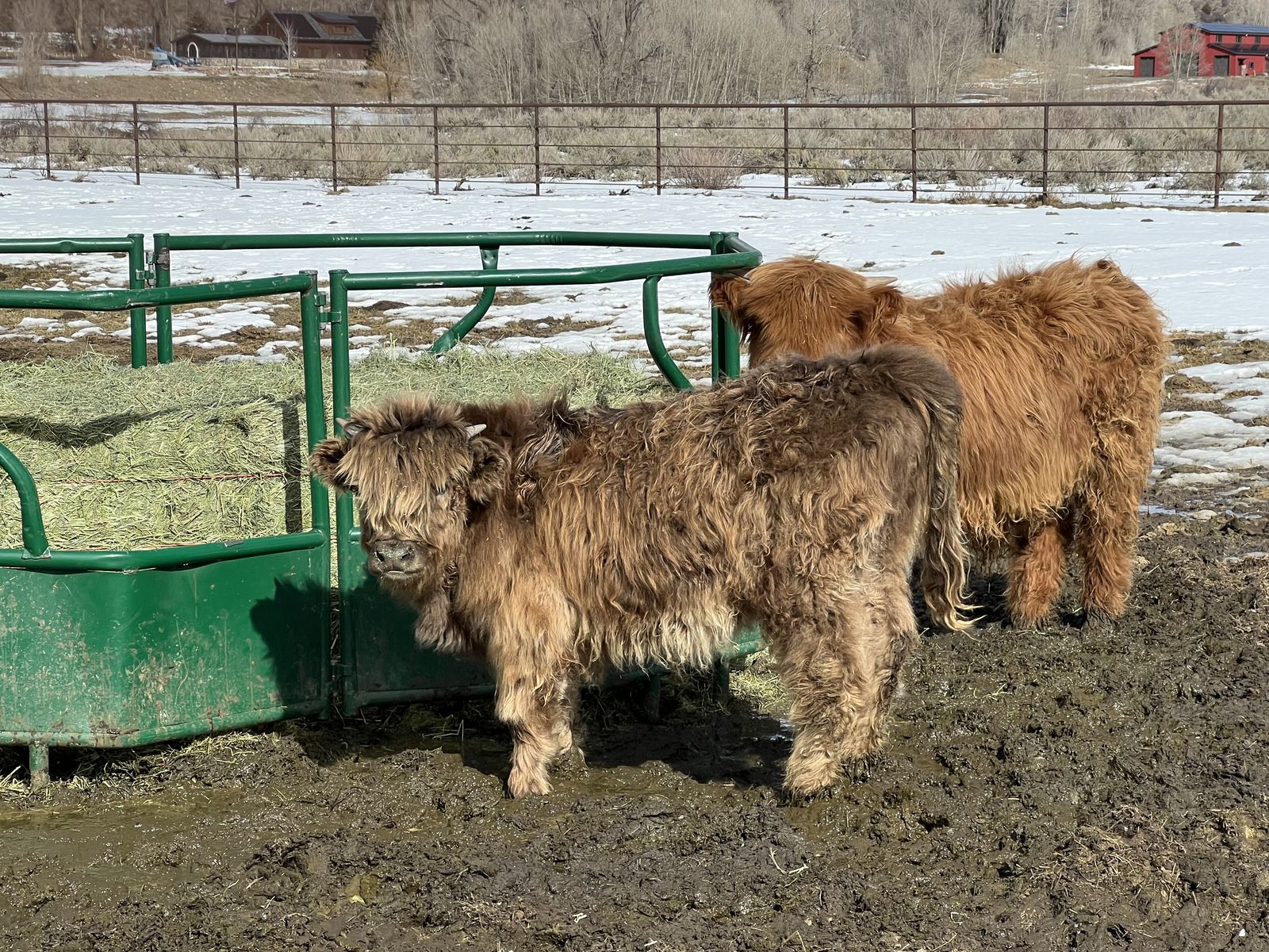 Scottish Highland Dun Heifer