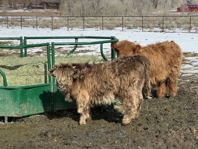 Scottish Highland Dun Heifer