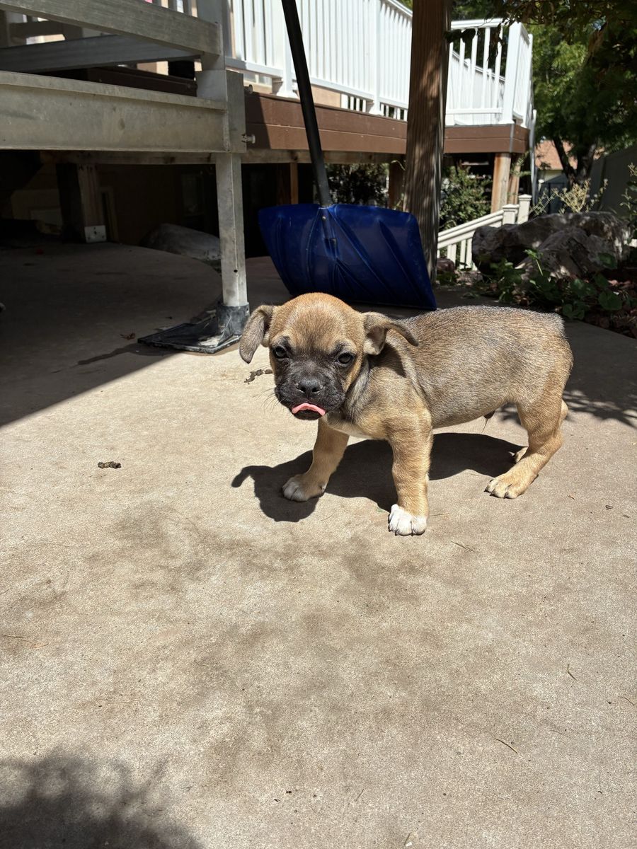 AKC Registered Frenchies for sale!!