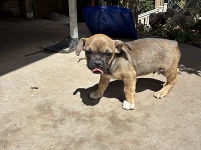 AKC Registered Frenchies for sale!!