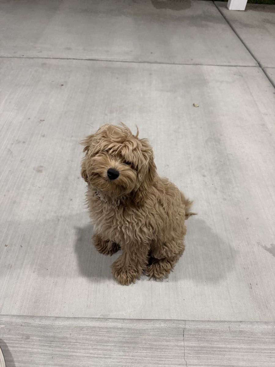 Mini Cavapoo