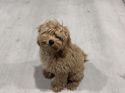 Mini Cavapoo