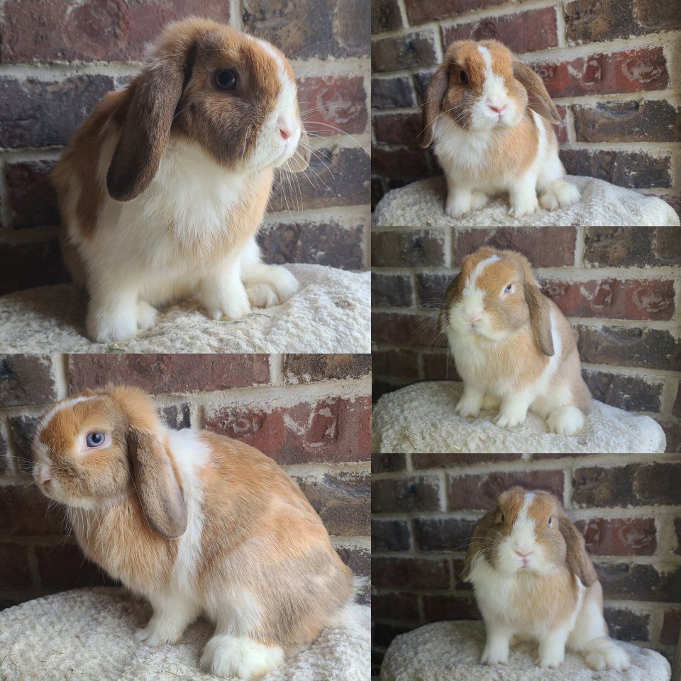 Pet Holland Lop