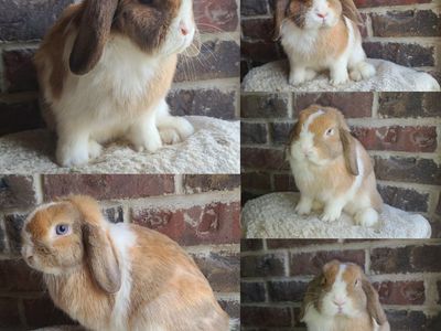 Pet Holland Lop