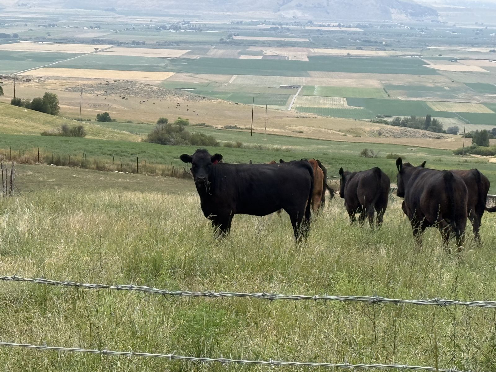 Heifers for sale