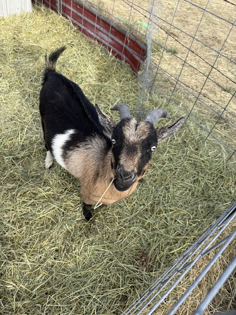 Spunky Nigerian Pygmy Goat - Healthy Livestock for Your weeds
