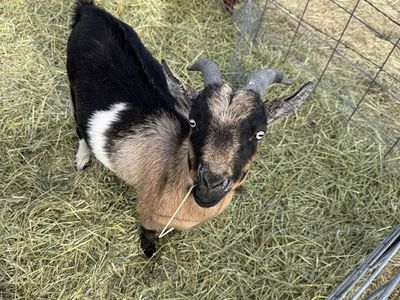 Spunky Nigerian Pygmy Goat - Healthy Livestock for Your weeds